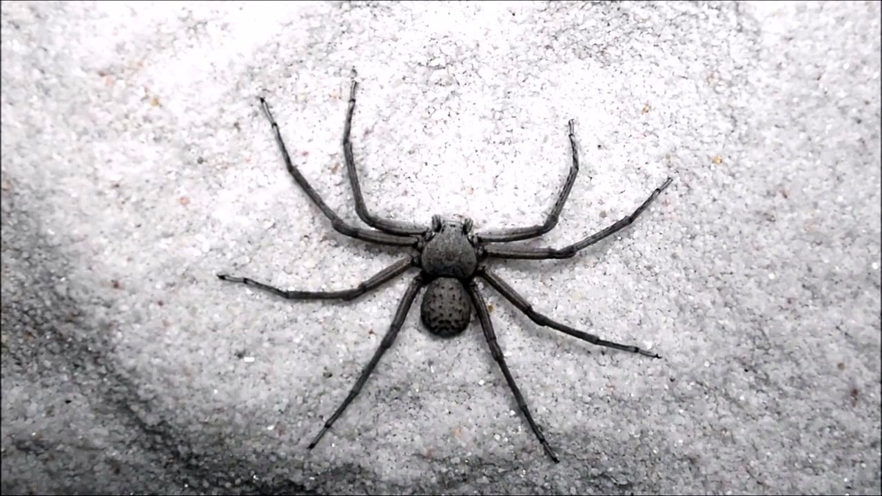 La technique de camouflage de cette araignée est impressionnante