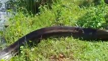 Un énorme cobra royal sort de l'eau ... Animal gigantesque