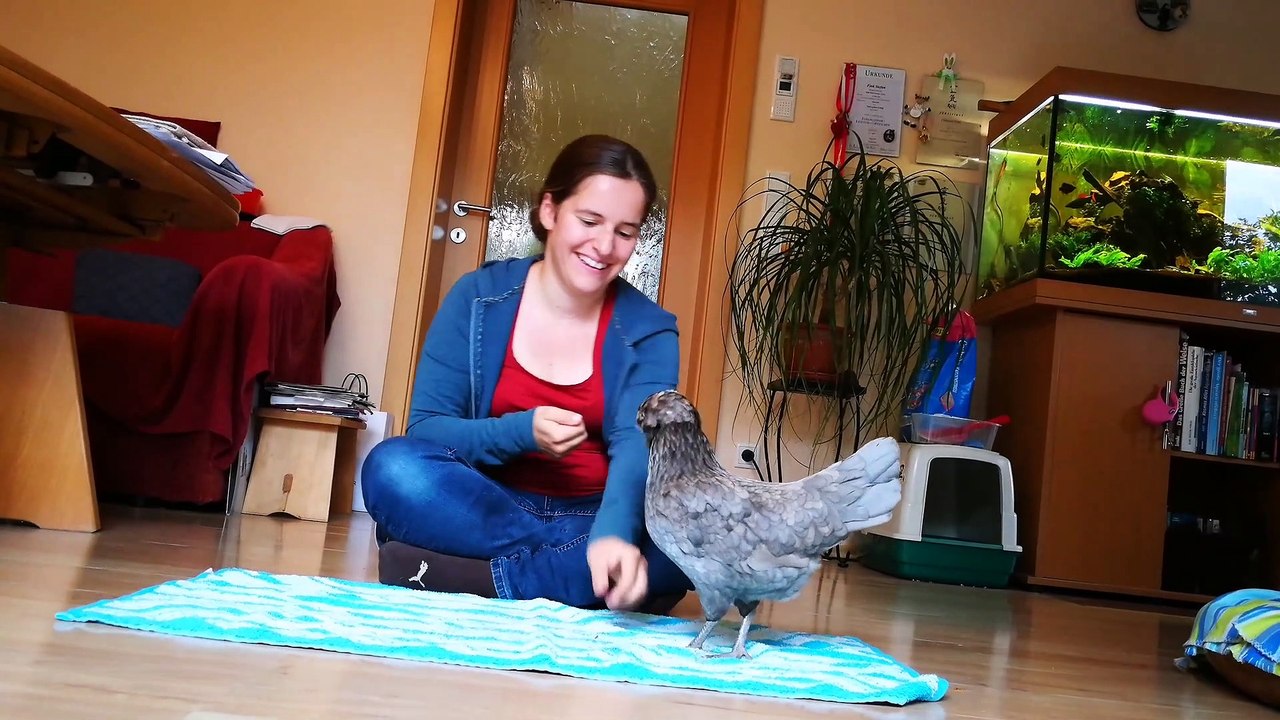 Teaching a Chicken to Spin