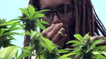 Jamaica em busca da ‘cannabis perdida’