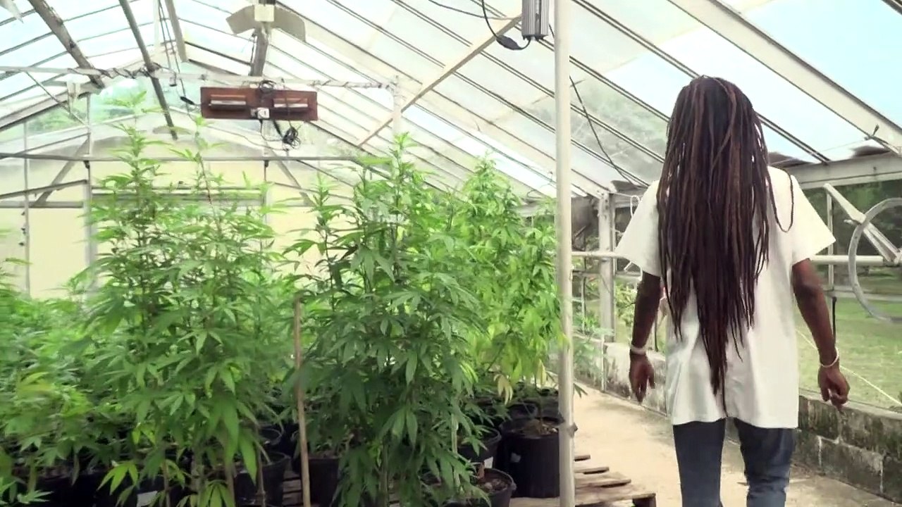 Kiffen wie Bob Marley