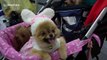 Dressed-to-impress fur babies star at Pet Expo Thailand
