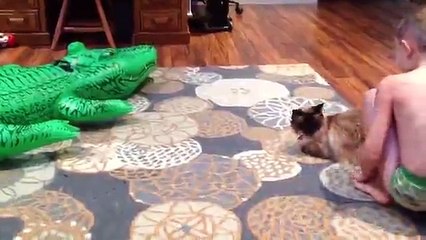 Funniest Moment When Cat Scared | Funny Cat Video