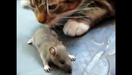 Cat and Mouse Funny Fighting Video