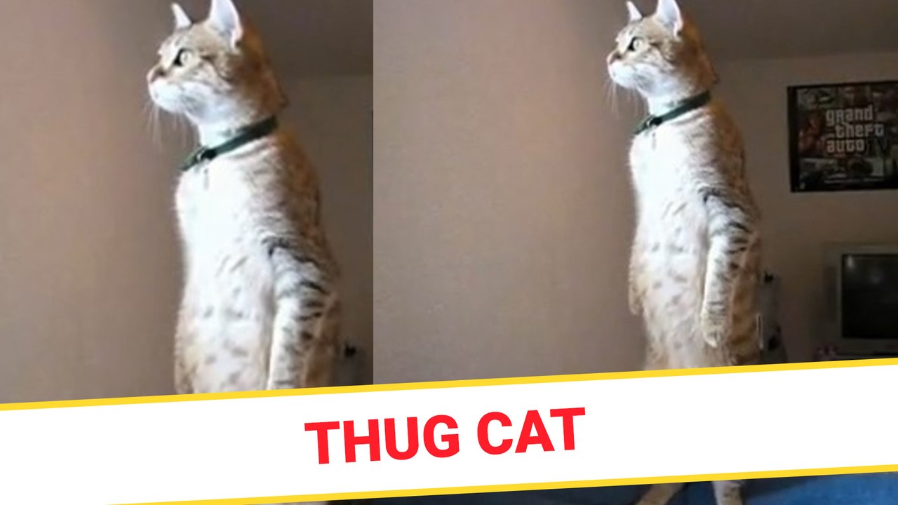 Thug cat