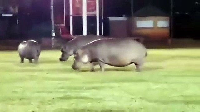 Invasion d’hippopotames lors d'un match de rugby
