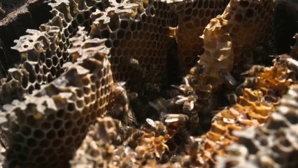 Environs - Un conservatoire pour la sauvegarde de l'abeille noire