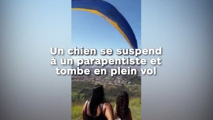 Un chien se suspend  à un parapentiste et tombe en plein vol !