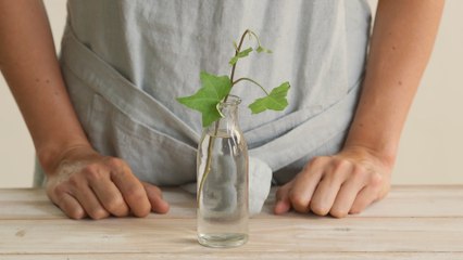 Cómo reproducir tus plantas por esquejes en agua