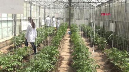 NİĞDE'DE PATATESTE MELEZLEME ÇALIŞMALARINA BAŞLANDI