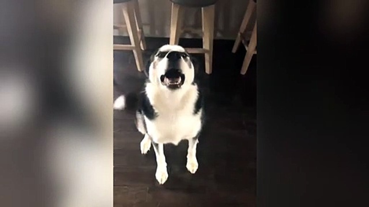 Cuando tu perro tira de estrategia para evitar ser declarado culpable
