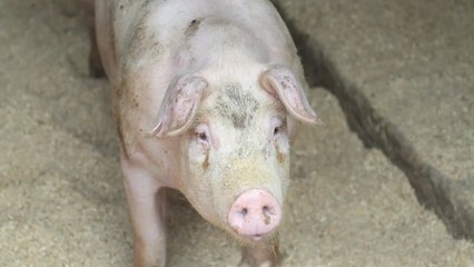 남은 음식물 급여 전면 금지...접경지 돼지 혈청검사 '음성' / YTN