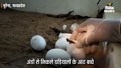 मुरैना में अंडों से निकले घड़ियालों के 8 बच्चे, तीन साल देवरी घड़ियाल इको सेंटर में रखे जाएंगे