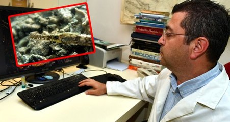 İzmir Körfezi'nde yeni boru kurdu türü görüntülendi