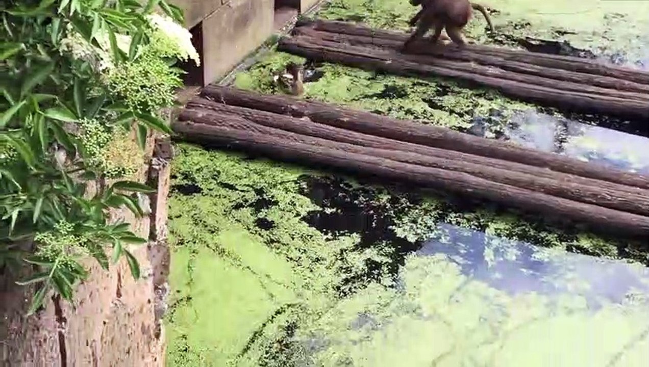 Un mono devora patitos frente a niños traumatizados por la escena