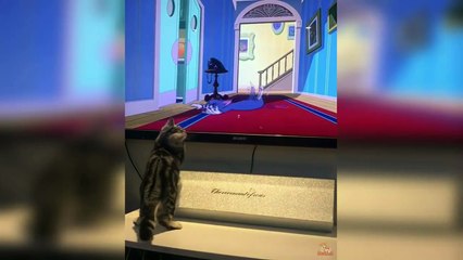 Cat Reaction to Tom & Jerry Cartoon - Funny Cat Reaction Compilation