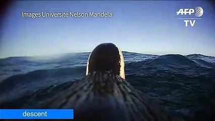 Des caméras placés sur des manchots... font une découverte