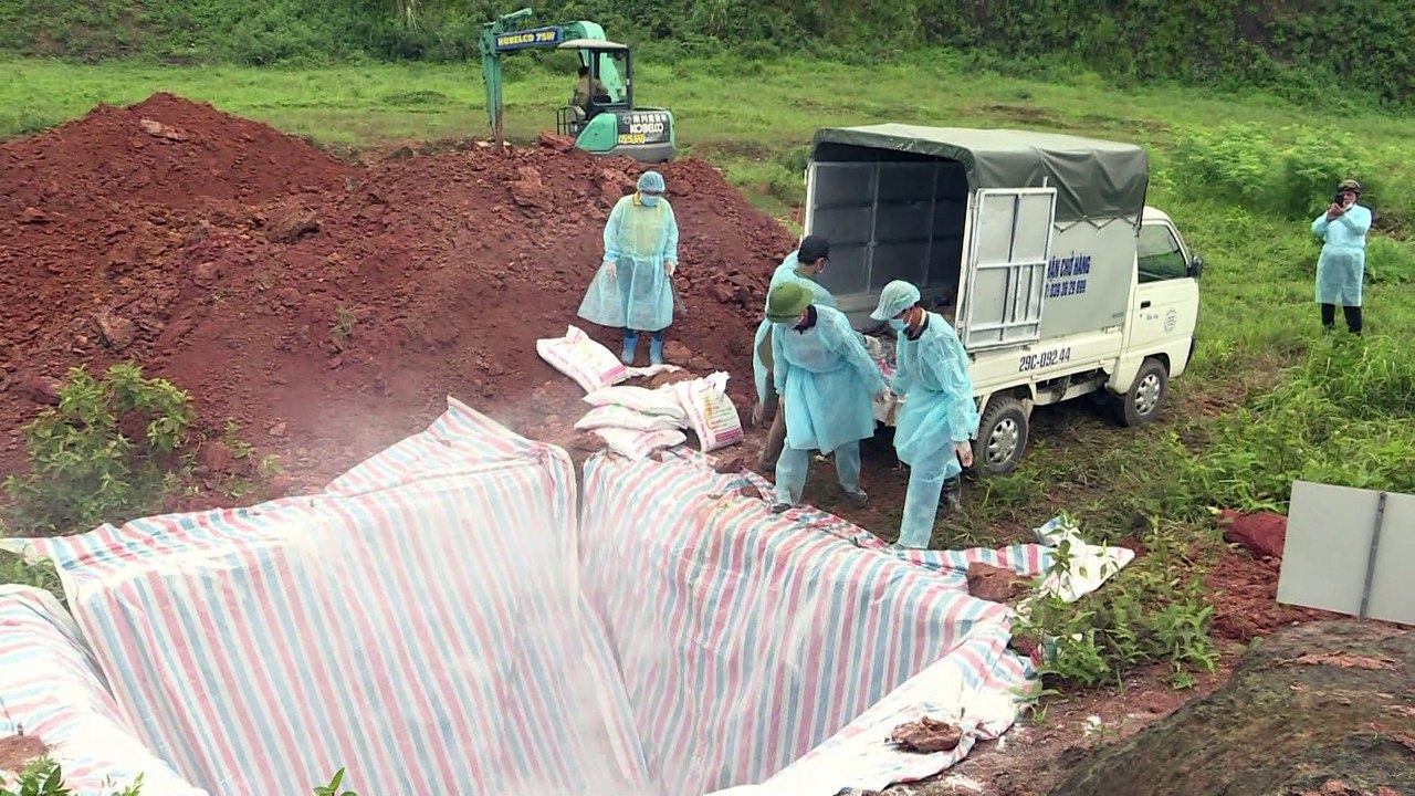 La peste porcina hace estragos en Asia