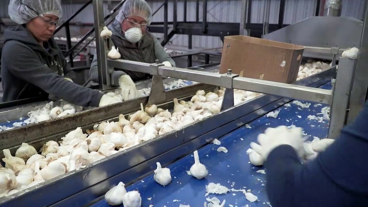 US-Knoblauchbauer findet Trumps Handelskrieg kein bisschen anrüchig