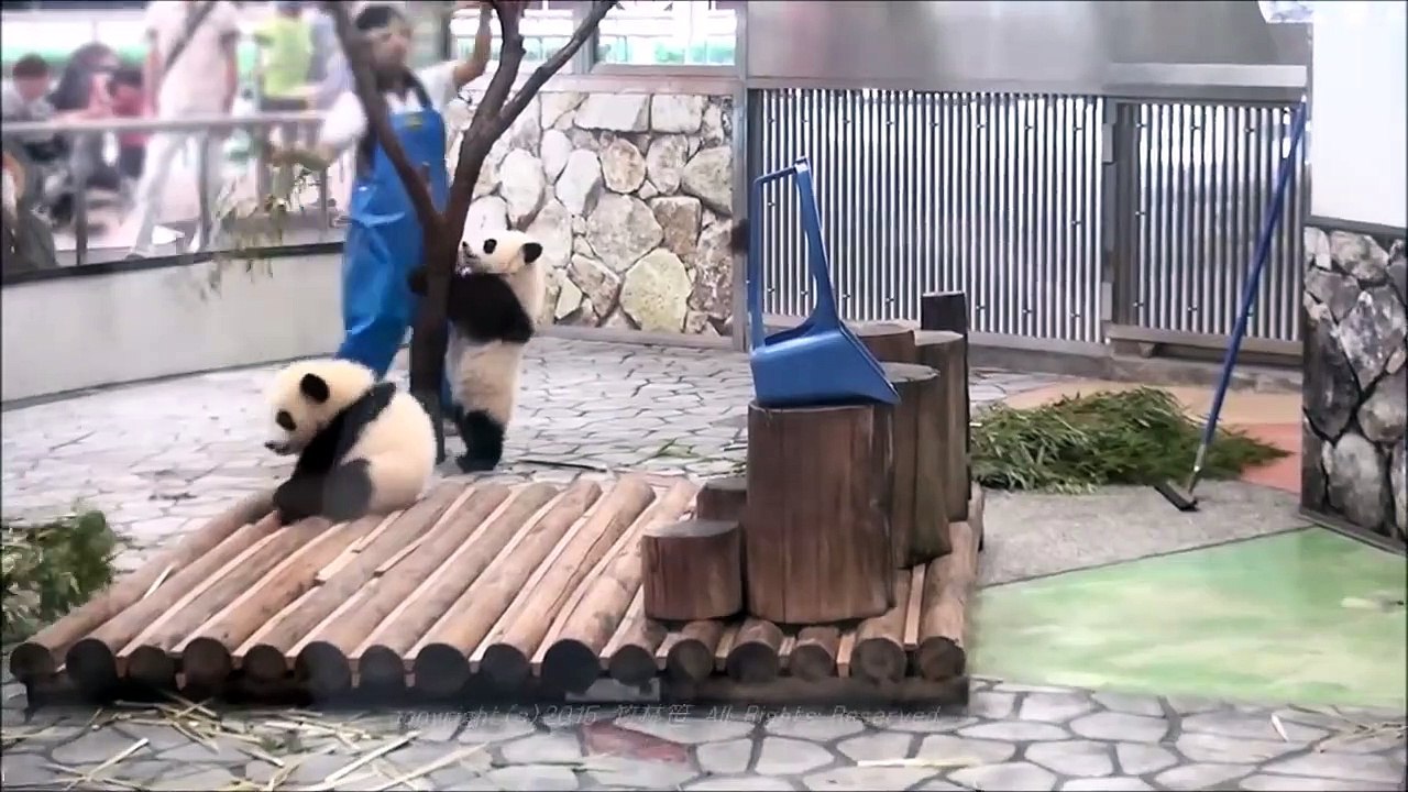 Panda aime les gardiens
