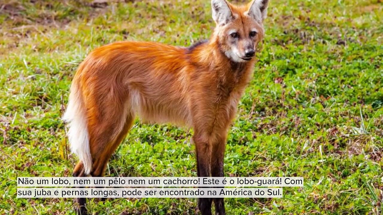 ANIMAIS BONITOS E DESCONHECIDOS