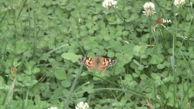 Başkent sokakları kelebeklere kaldı