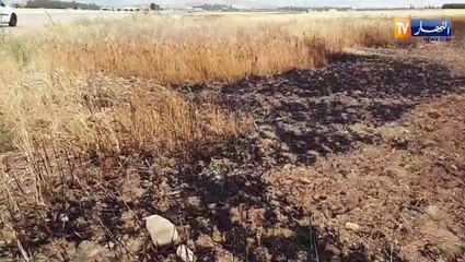 حريق في حقل ببلدية واد الفضة في ولاية الشلف يأتي على المحصول