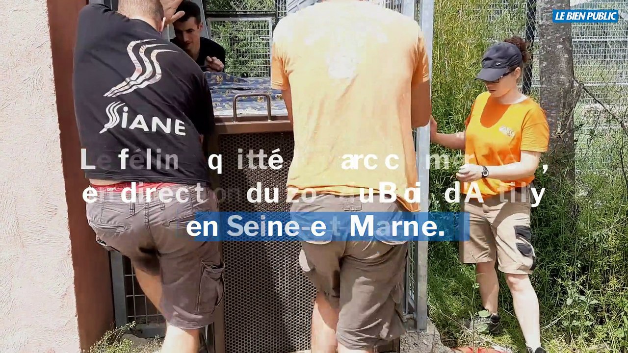 Arnay-sous-Vitteaux : l'un des jeunes tigres a quitté le Parc de l'Auxois