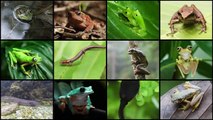Amphibians Face Mass Extinction as Fungus Spreads Across the World - National Geographic