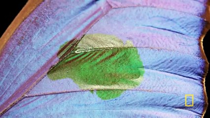 Animals Cannot Be Blue - Explorer