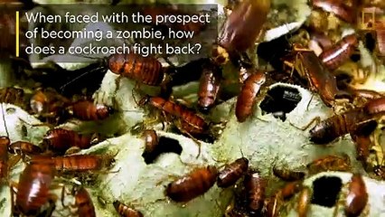 How Cockroaches Use Karate Kicks to Avoid Becoming Zombies - National Geographic