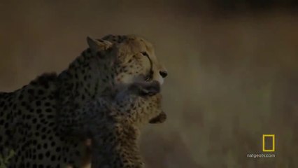 Hyena Steals a Cheetah's Kill - Savage Kingdom