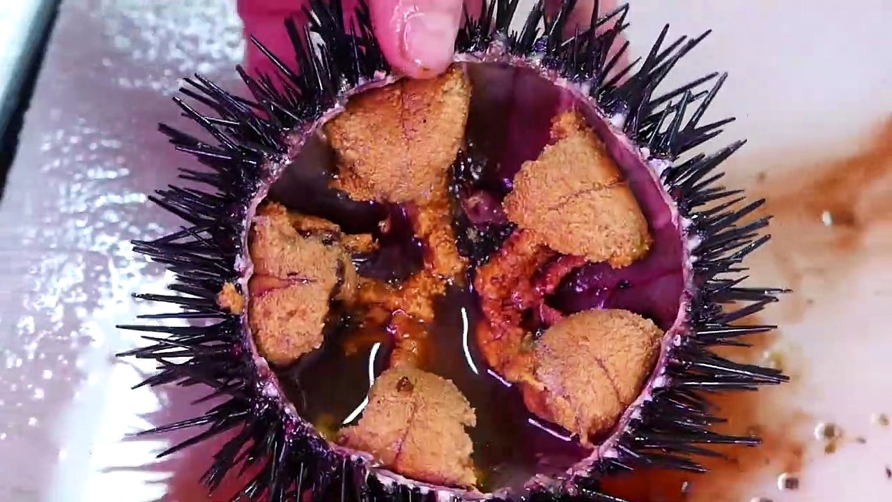 Japanese Street Food - GIANT SEA URCHIN Uni Sashimi Japan Seafood