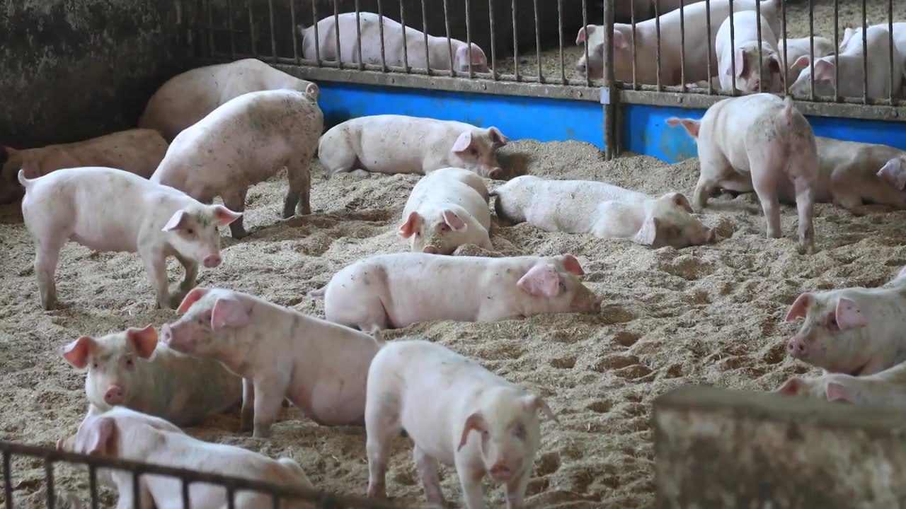 남은 음식물 급여 전면 금지...접경지 돼지 혈청검사 '음성' / YTN