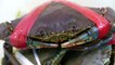Japanese Street Food - GIANT MUD CRABS Crab Dumplings Chilli Okinawa Seafood Japan