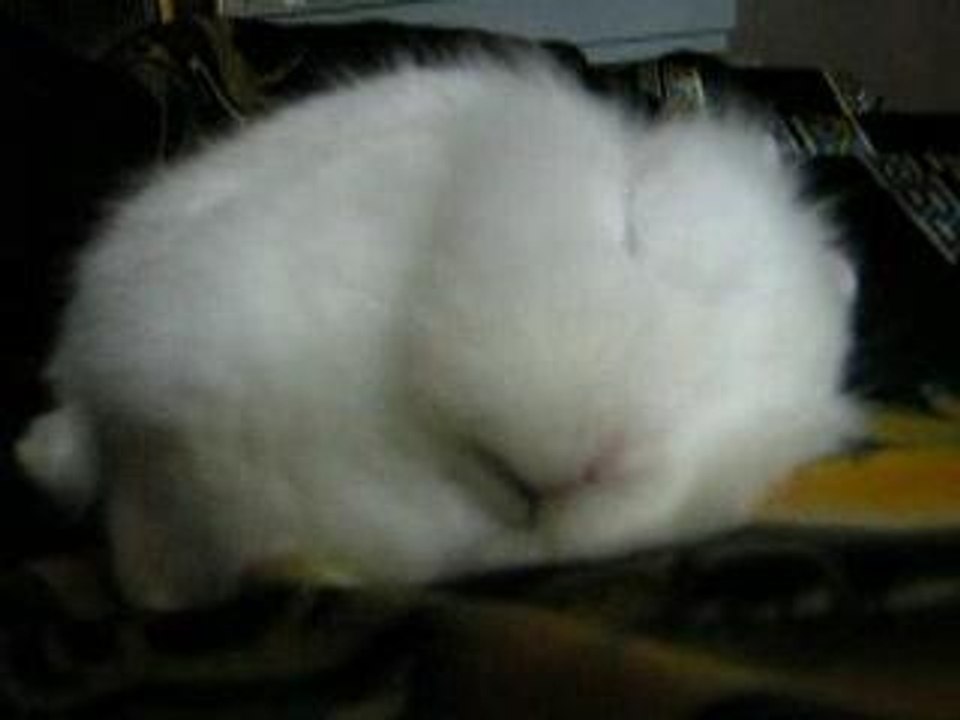 Vincent