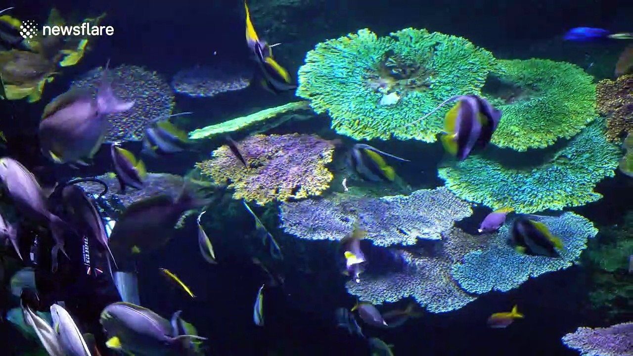 Oddly satisfying: beautiful fish serenely surround diver during feeding time in Thailand