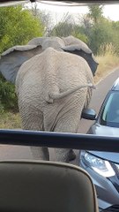 Two Elephants Having a Disagreement