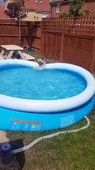 Ce chien a vraiment envie de se rafraîchir dans la piscine