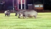 Quand des dizaines d’hippopotames envahissent le terrain lors d'un match de rugby