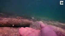 Un poulpe vient demander de l'aide à un plongeur