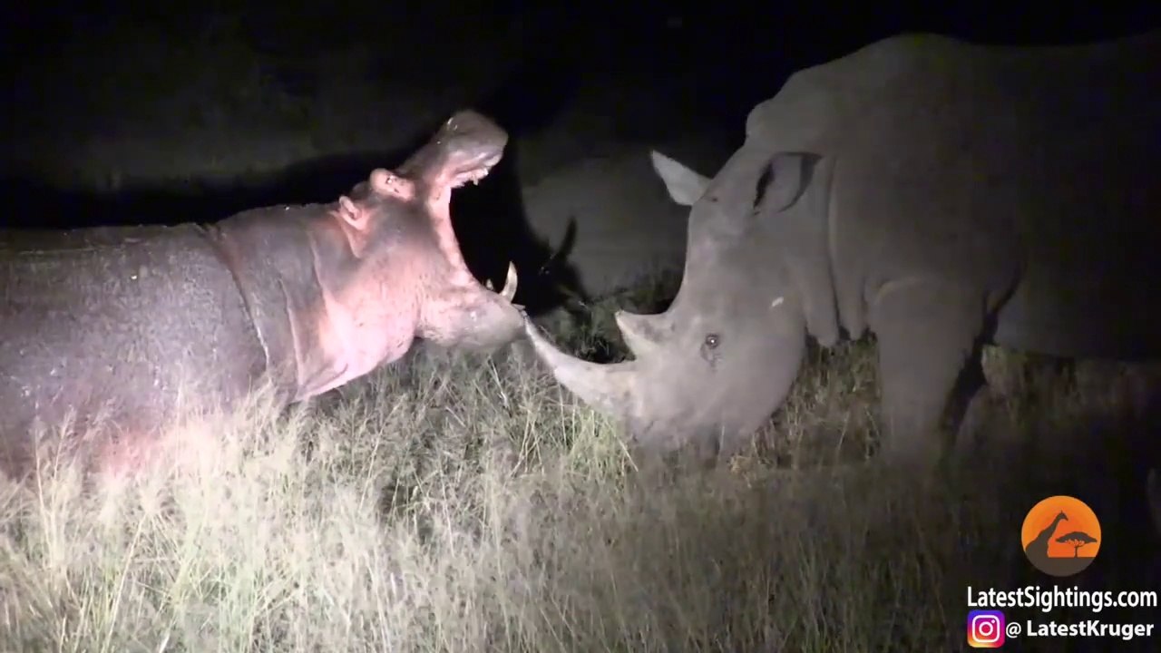 Un hippopotame vient embêter un rhinocéros... moment insolite
