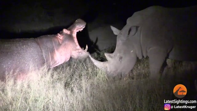 Un hippopotame vient embêter un rhinocéros... moment insolite