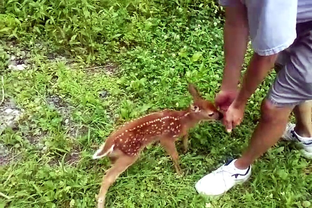 Ce faon n'a pas vraiment peur des hommes... Tellement calin