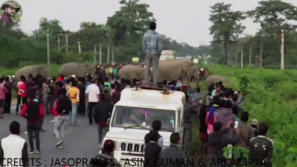 Download Video: Un troupeau d'éléphants traverse la route Naksalbari en inde et c'est impressionnant