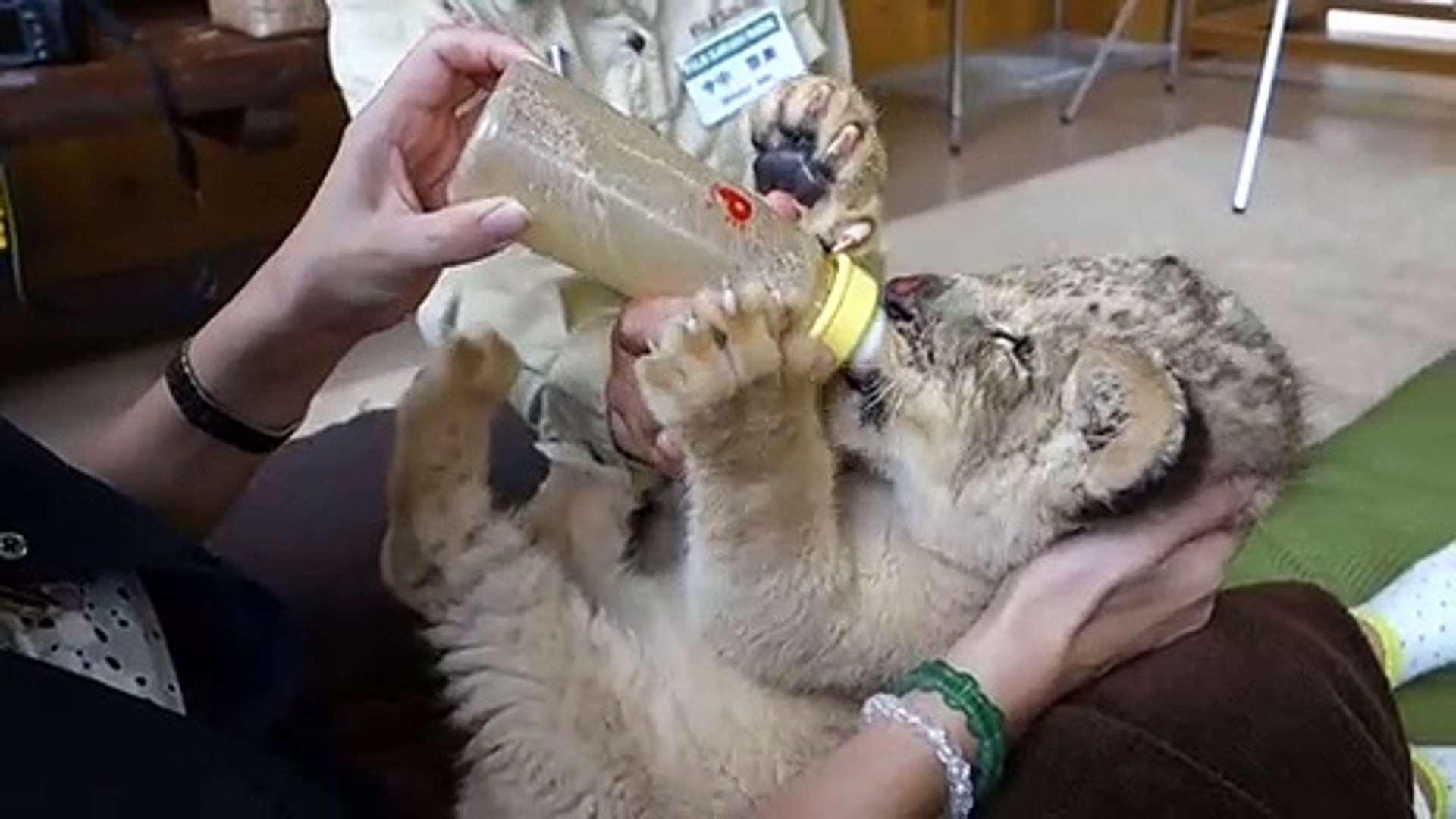 L Heure Du Biberon Pour Ce Lionceau Trop Mignon Video Dailymotion