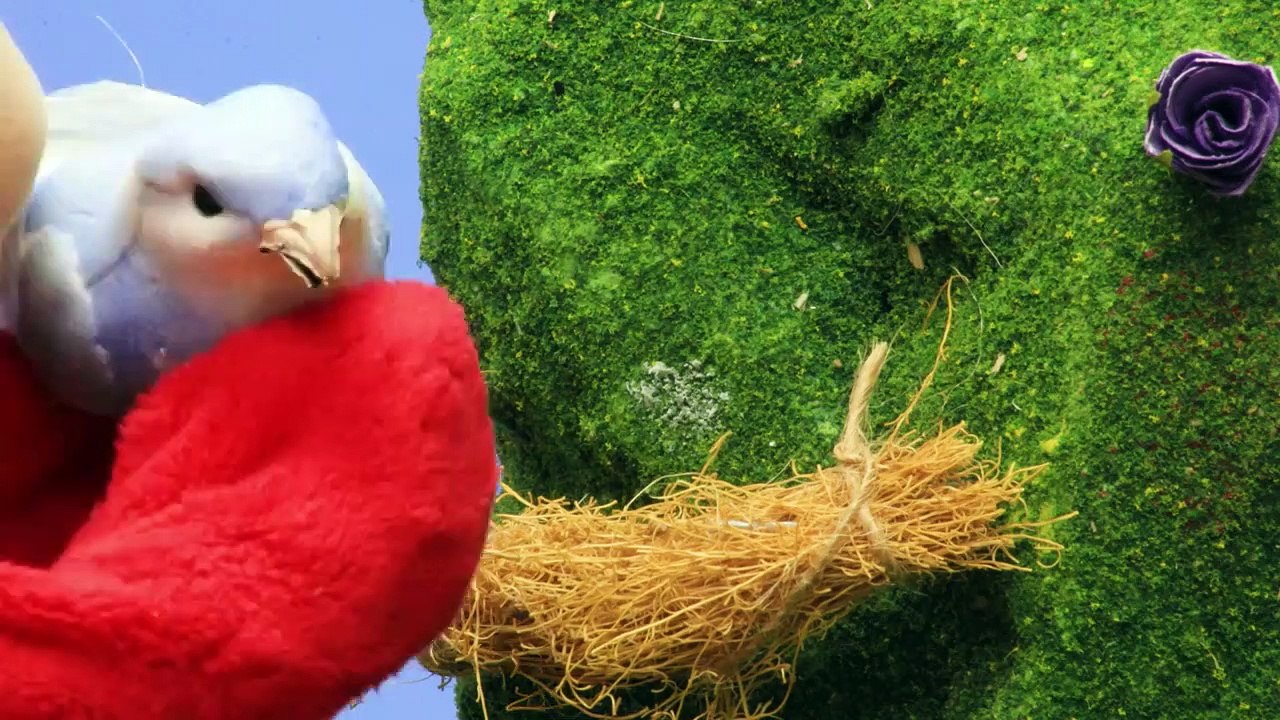 Teletubbies | Po's New Pet Bird | WATCH ONLINE | Teletubbies Stop Motion | Videos For Kids