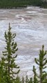 Man Illegally Walks on Protected Grand Prismatic Spring