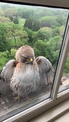 Rare Pale Hawk Comes By to Say Hi