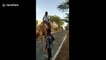 Hump day fails: man in India can't control camel, topples over